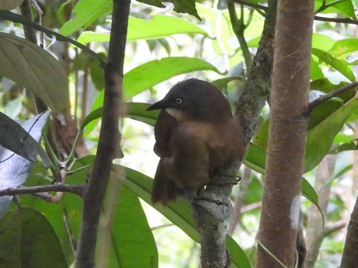 Ashy-headed Laughingthrush - ML641900489