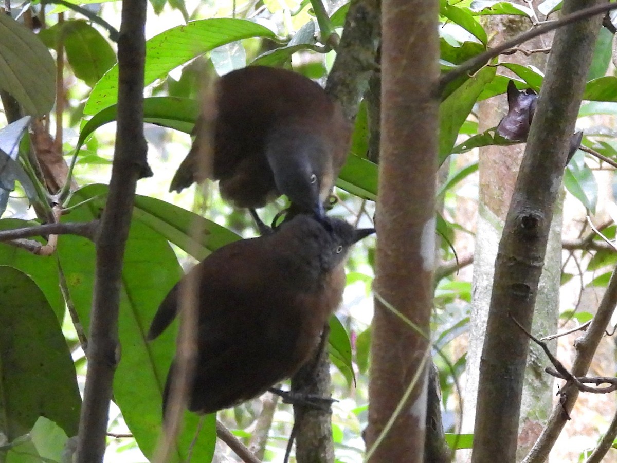 Ashy-headed Laughingthrush - ML641900490