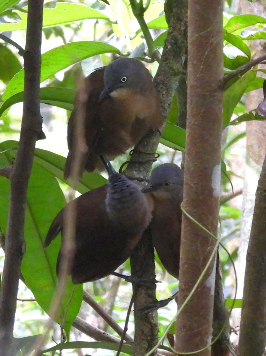 Ashy-headed Laughingthrush - ML641900491