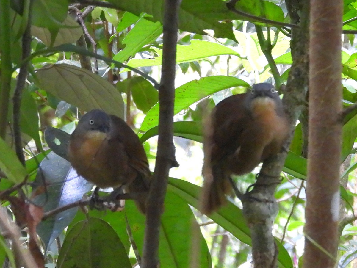 Ashy-headed Laughingthrush - ML641900492