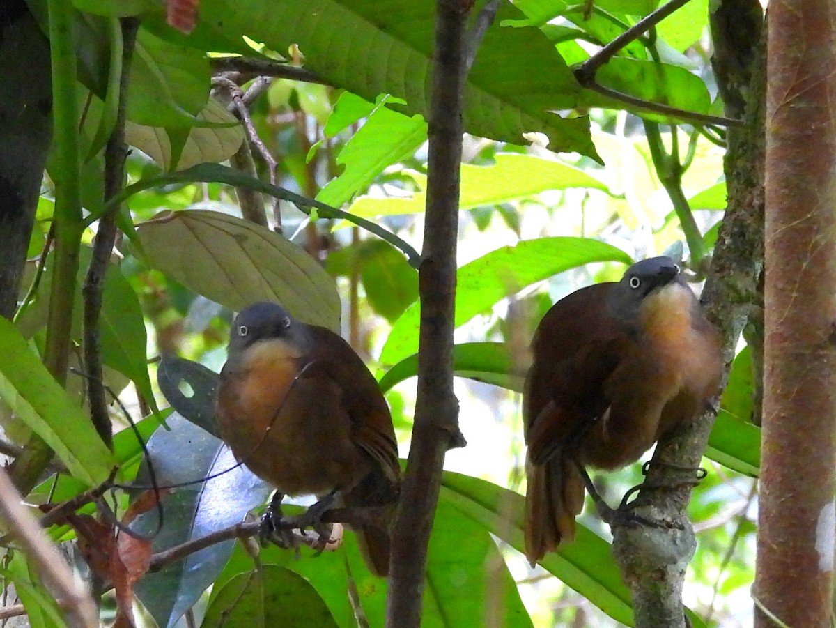 Ashy-headed Laughingthrush - ML641900493