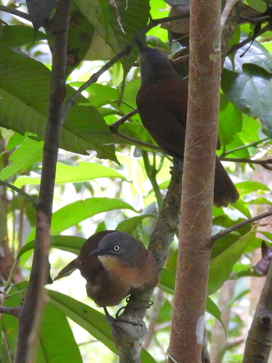 Ashy-headed Laughingthrush - ML641900494
