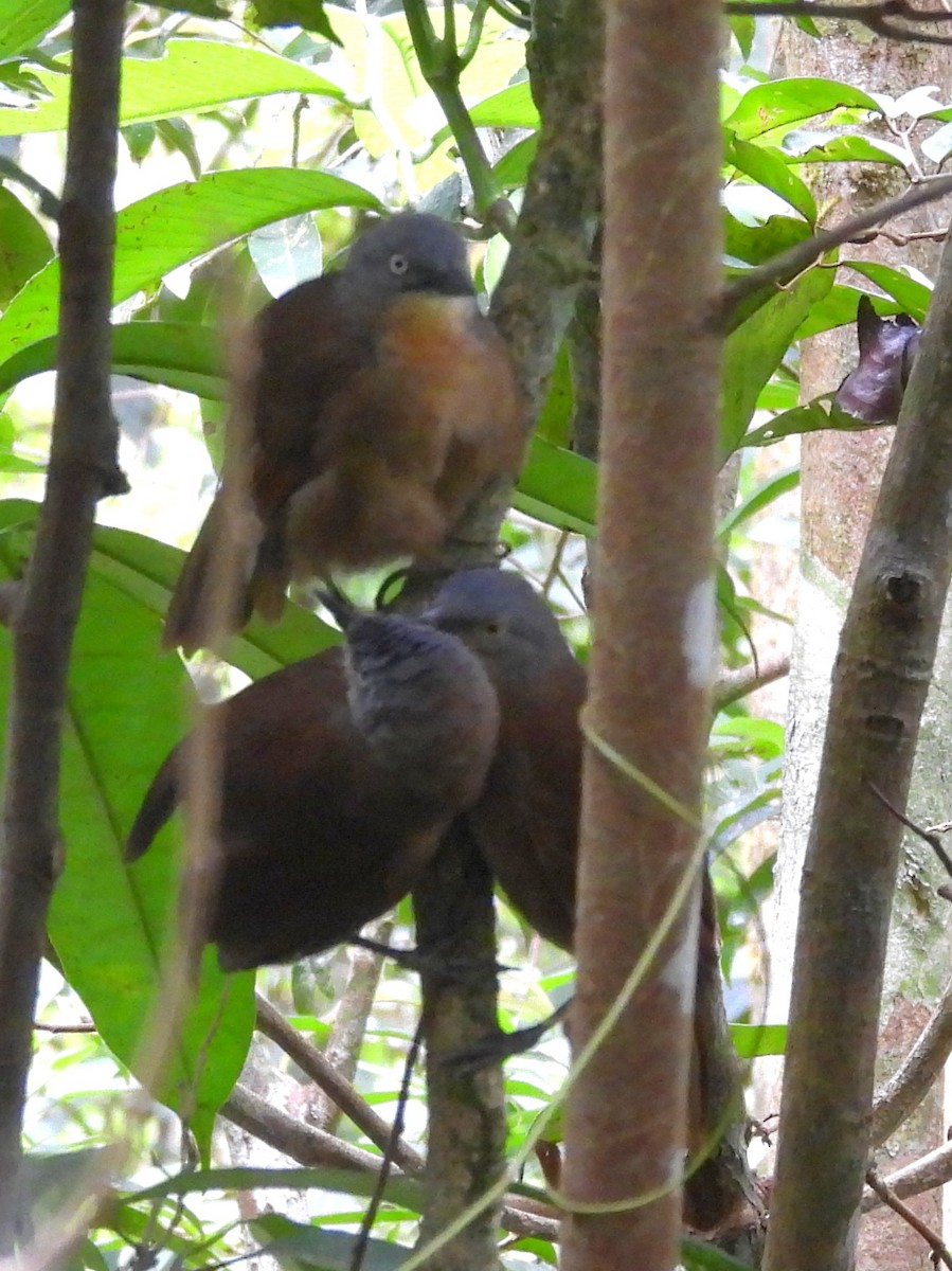 Ashy-headed Laughingthrush - ML641900495