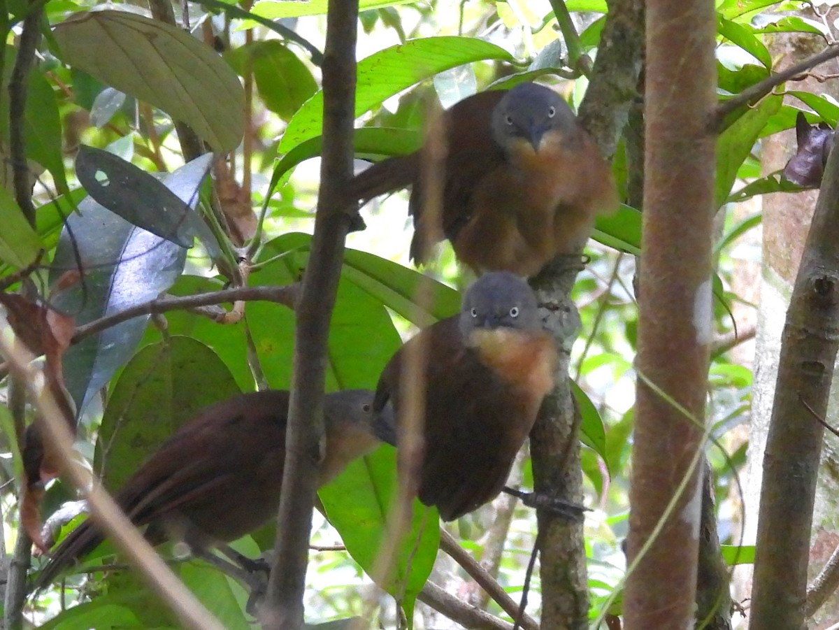Ashy-headed Laughingthrush - ML641900496