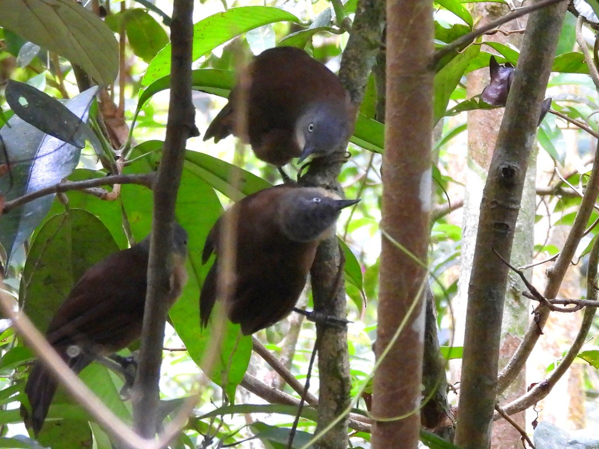 Ashy-headed Laughingthrush - ML641900498