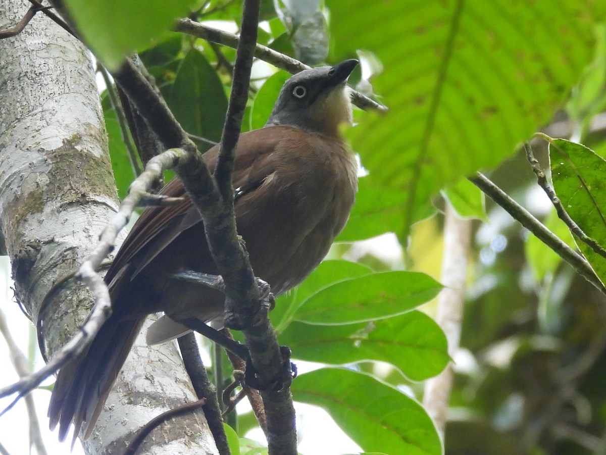 Ashy-headed Laughingthrush - ML641900500