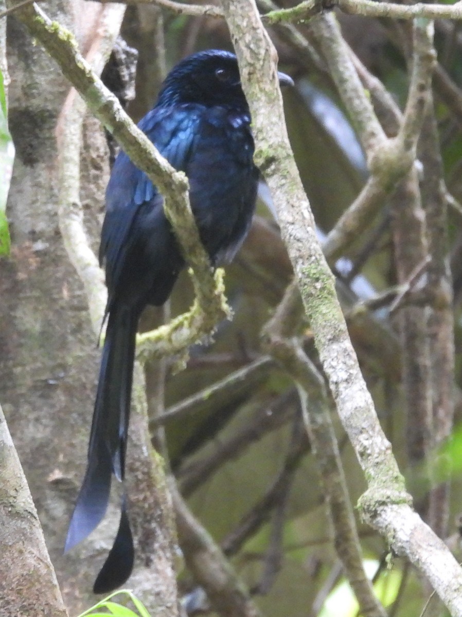 Sri Lanka Drongo - ML641900509