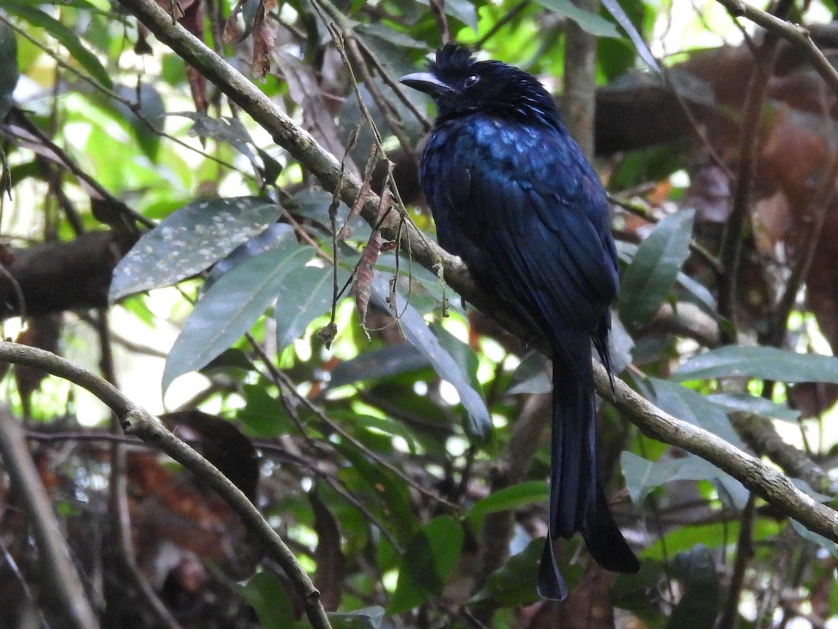 Sri Lanka Drongo - ML641900513