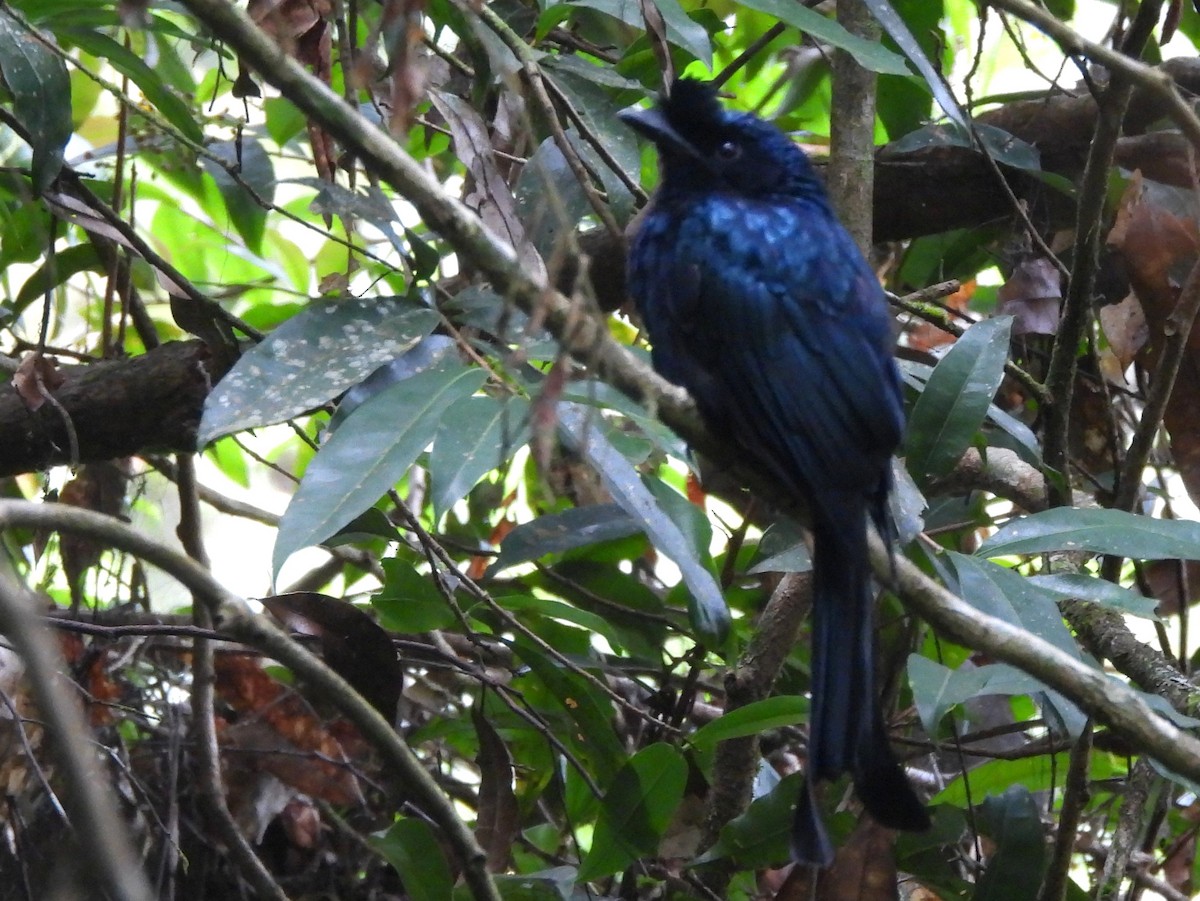Sri Lanka Drongo - ML641900514