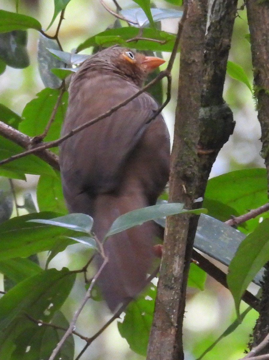 Orange-billed Babbler - ML641900518