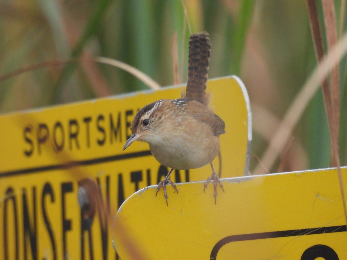 Marsh Wren - ML641900520