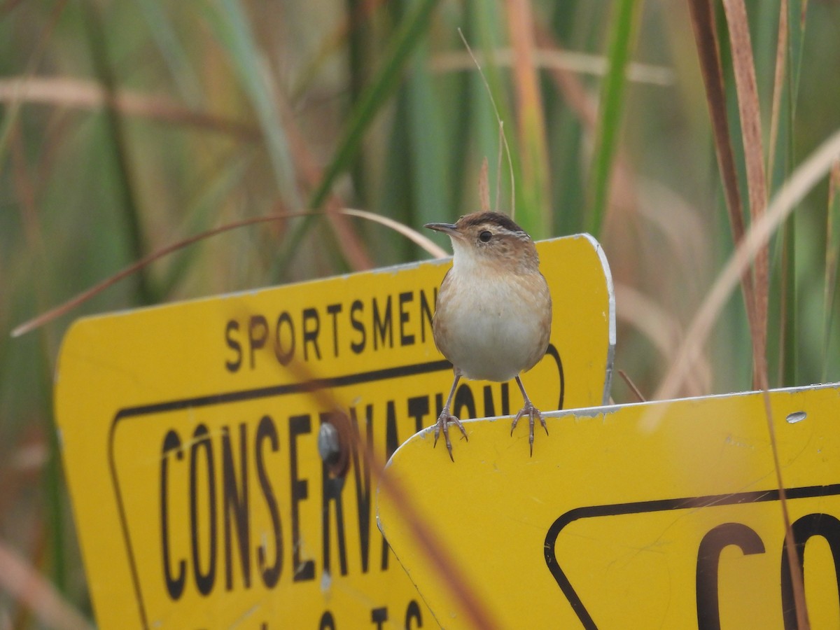Marsh Wren - ML641900521