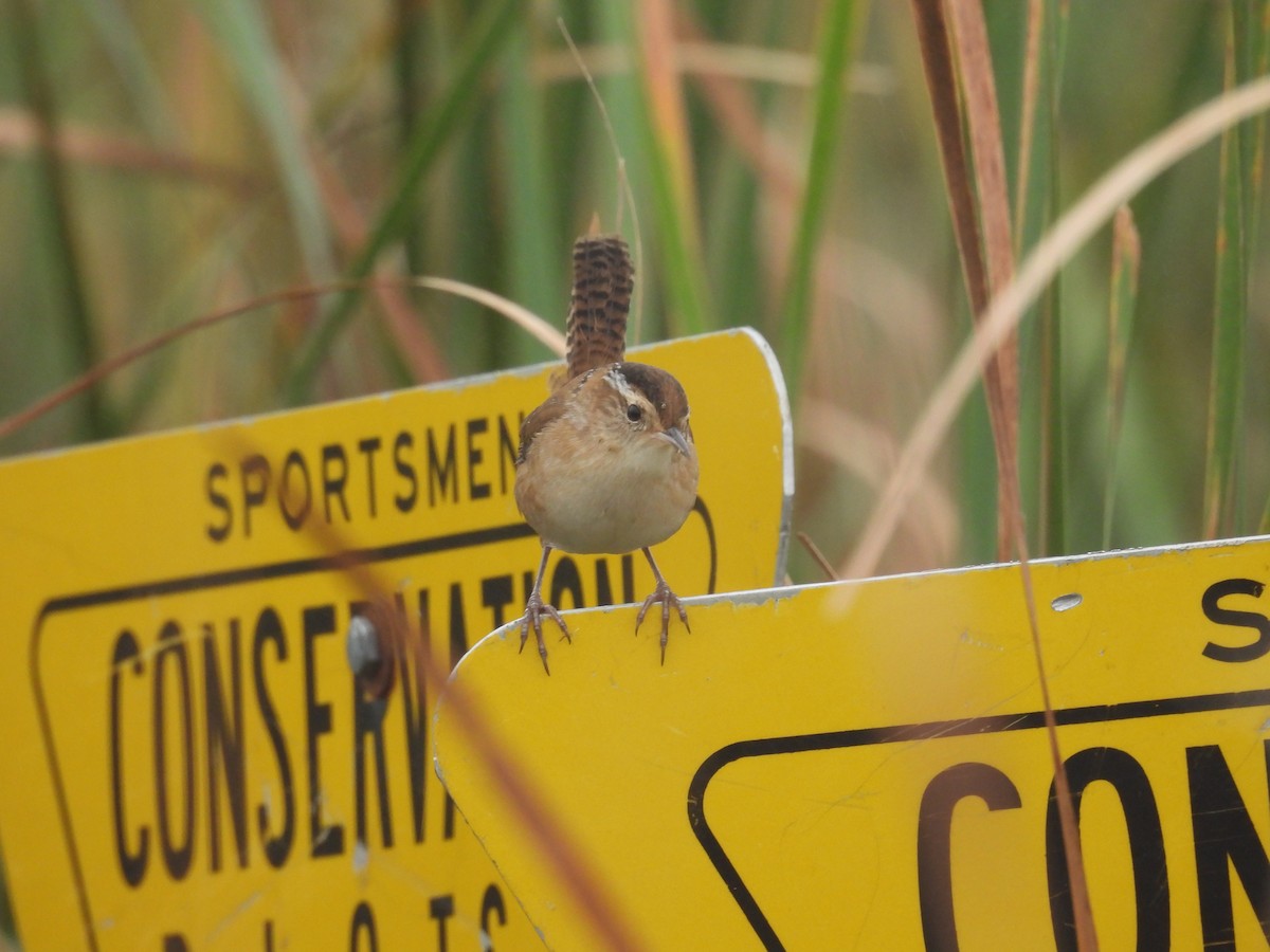 Marsh Wren - ML641900522