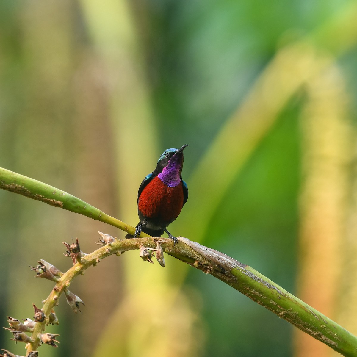 Van Hasselt's Sunbird - ML641900527