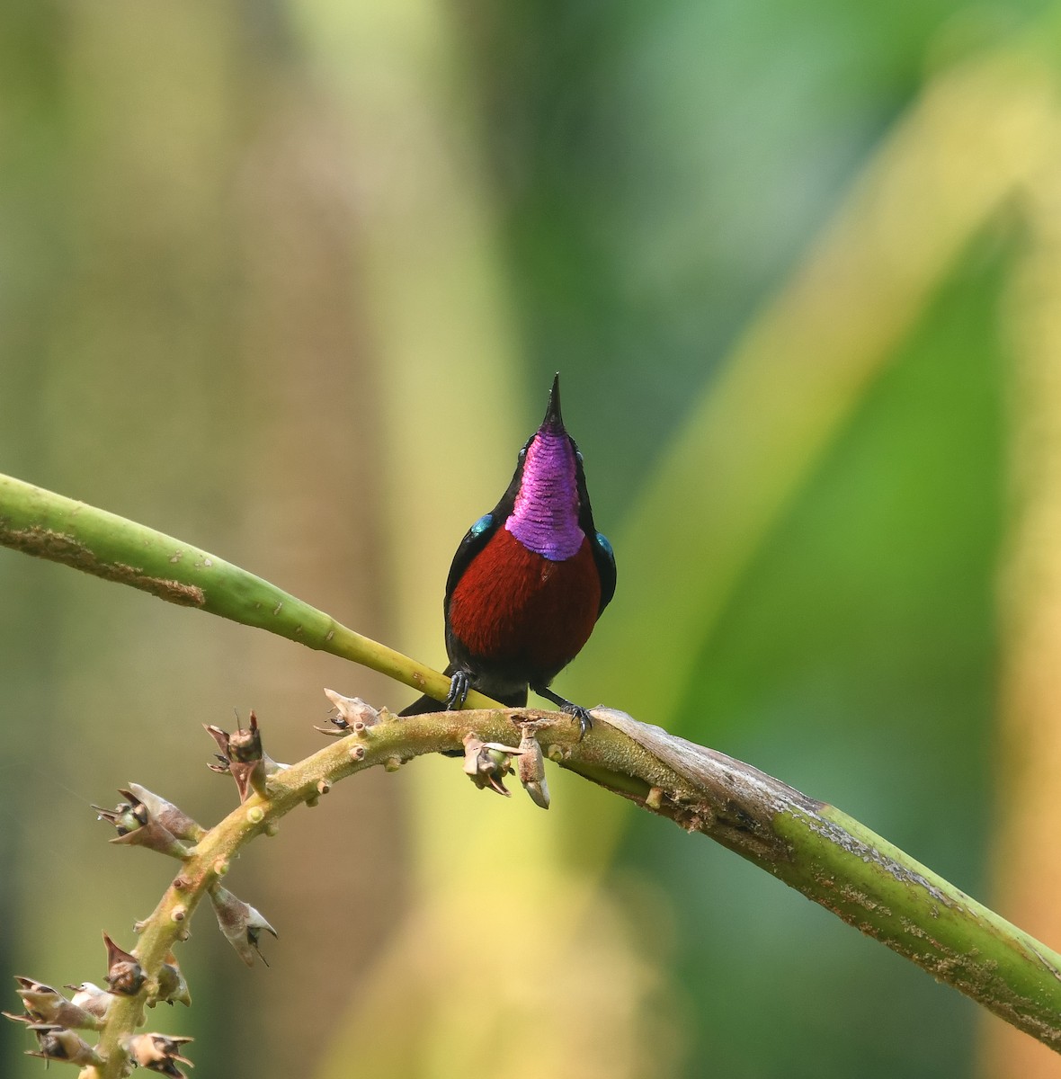 Van Hasselt's Sunbird - ML641900530