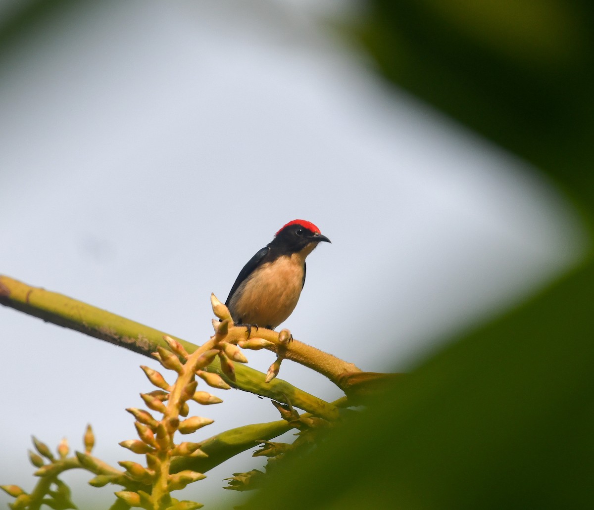 Scarlet-backed Flowerpecker - ML641900534