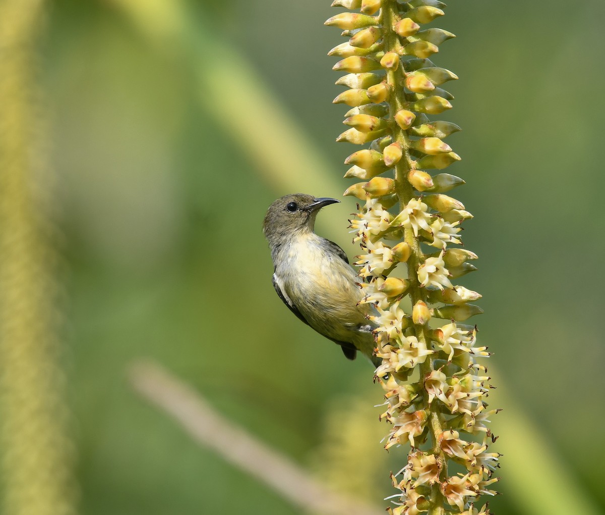 Scarlet-backed Flowerpecker - ML641900535