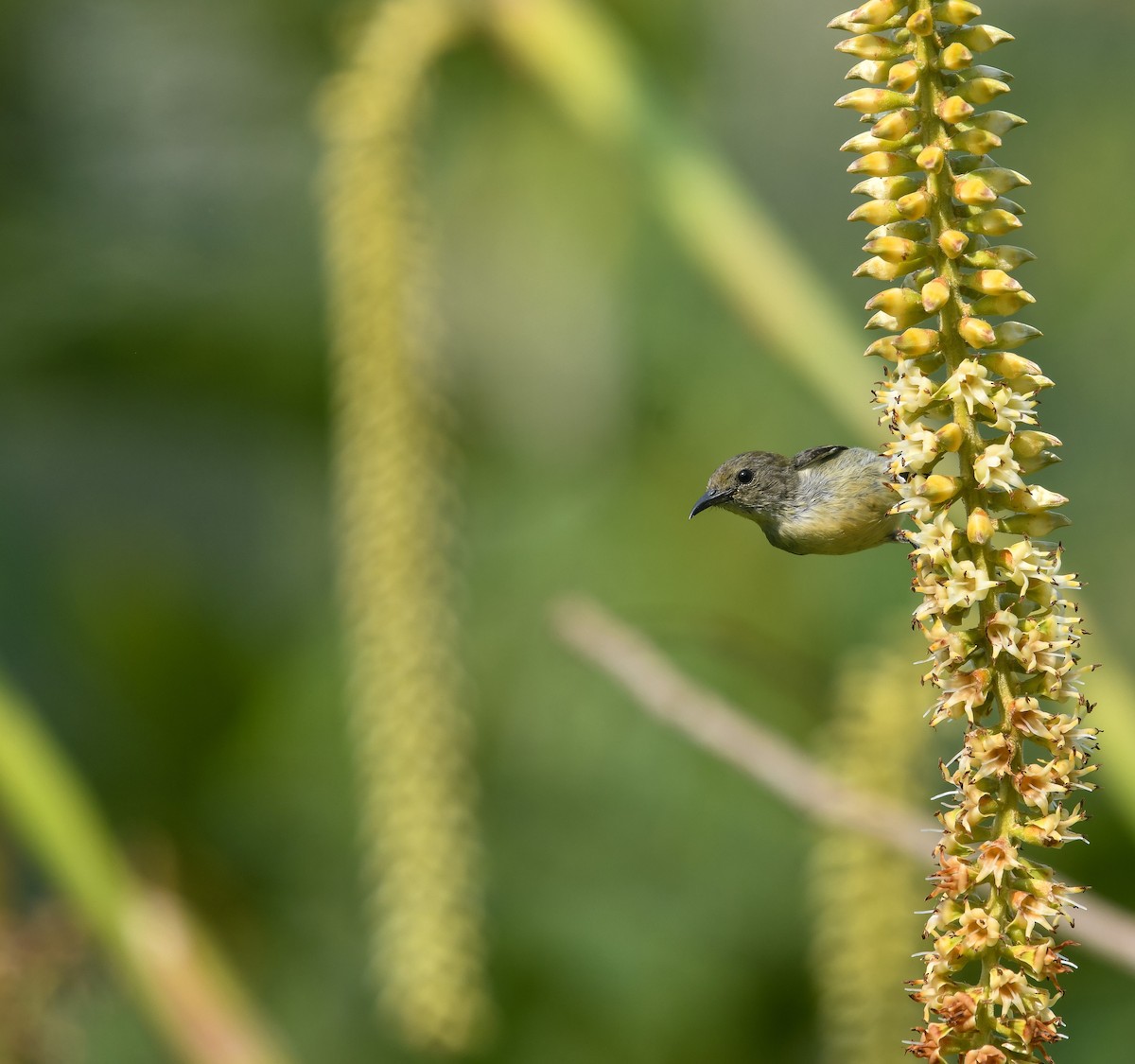 Scarlet-backed Flowerpecker - ML641900536