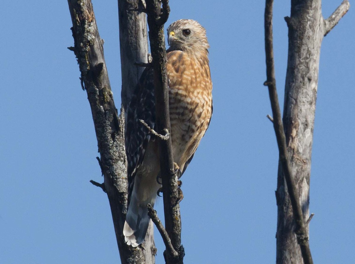 Red-shouldered Hawk (lineatus Group) - ML641900537