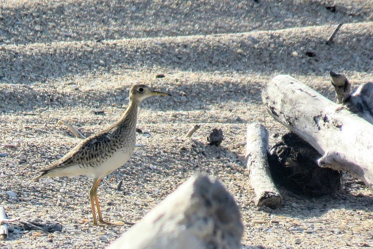 Upland Sandpiper - ML641900539