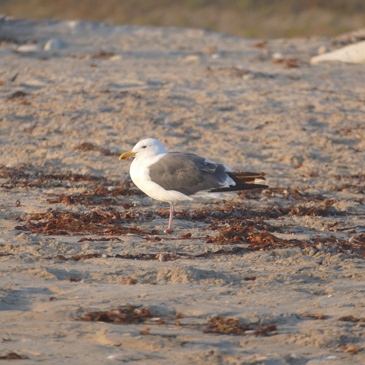 Western Gull - ML641900540