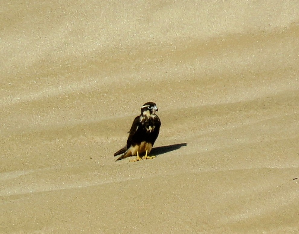 Aplomado Falcon - ML641900549