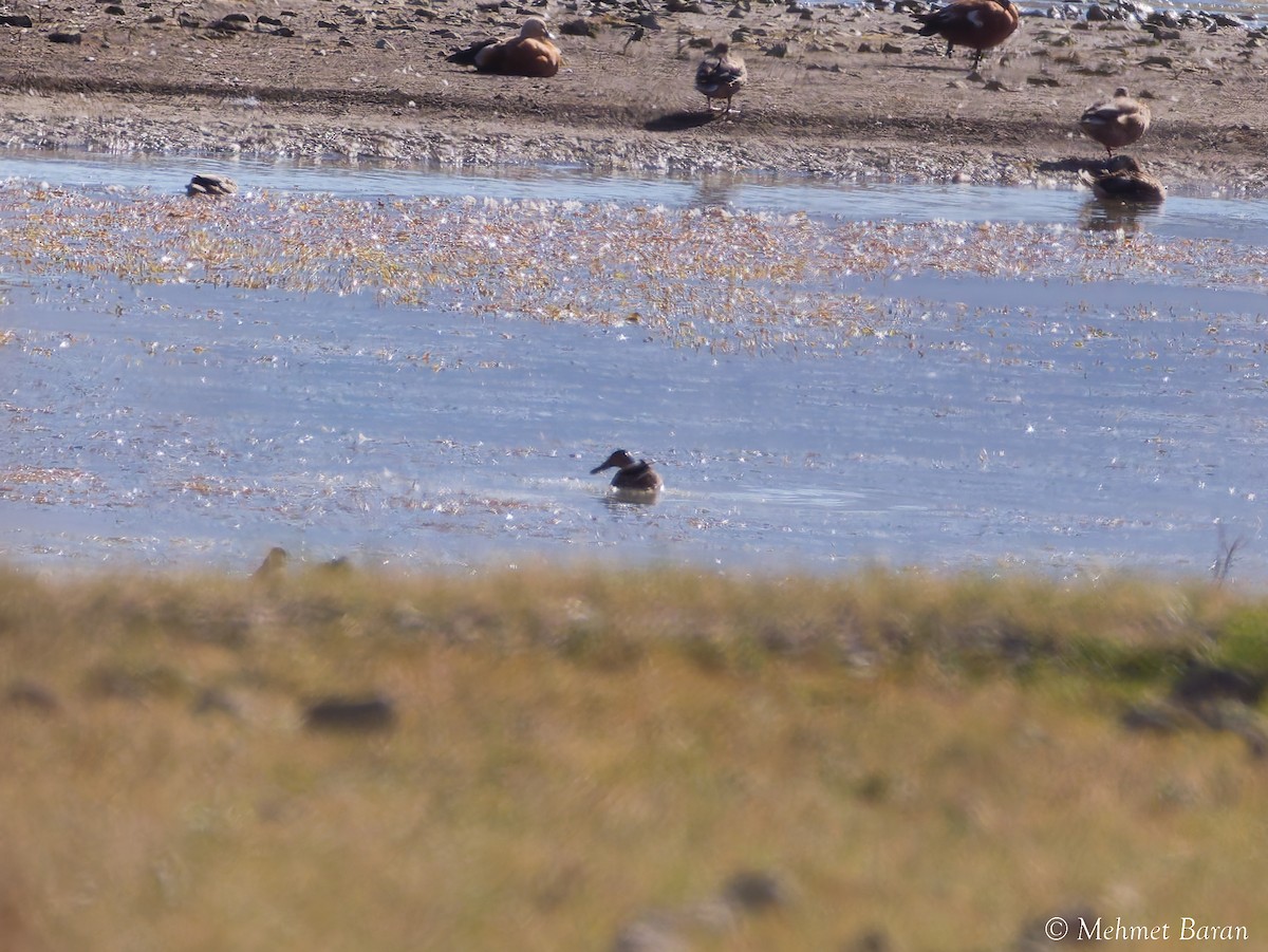 Northern Shoveler - ML641900551
