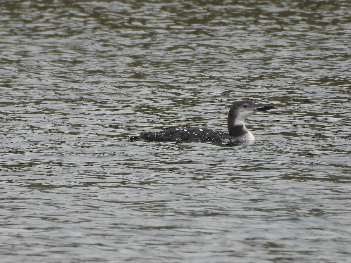 Common Loon - ML641900553