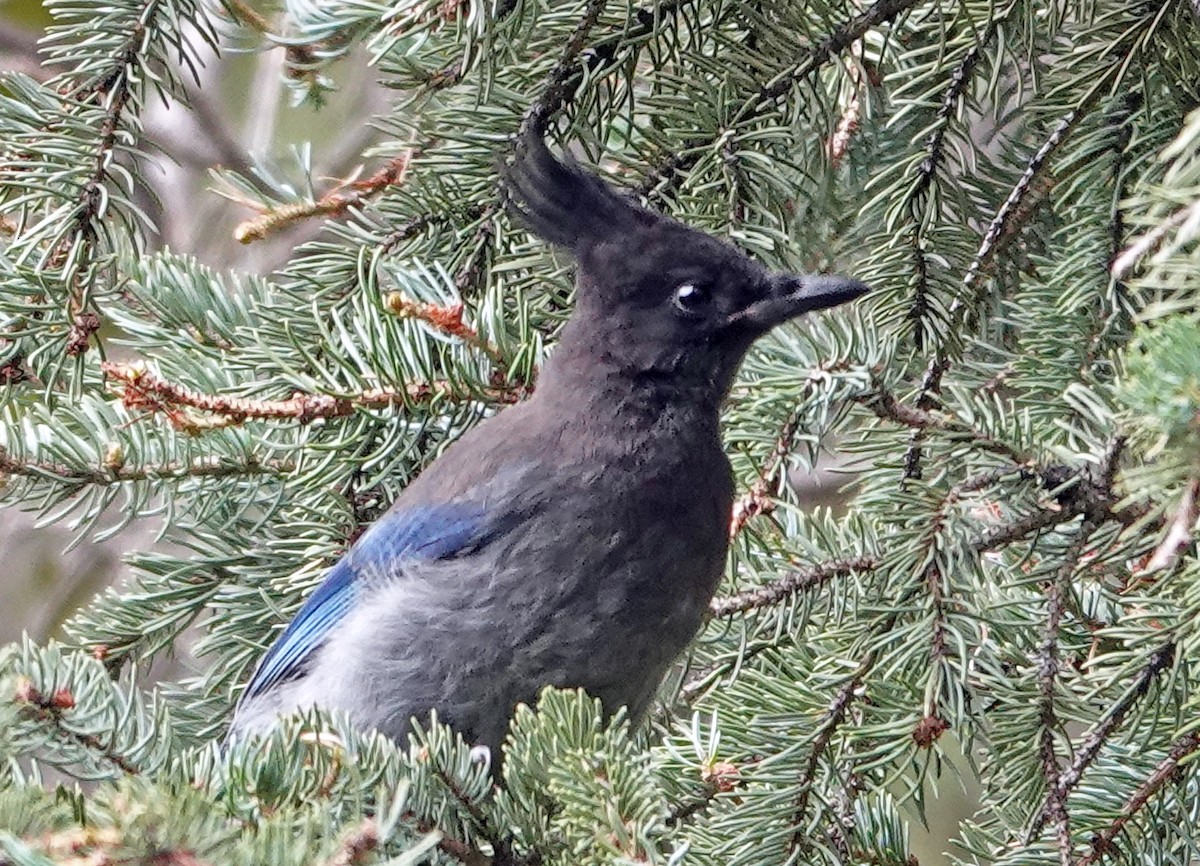 Steller's Jay - ML641900554