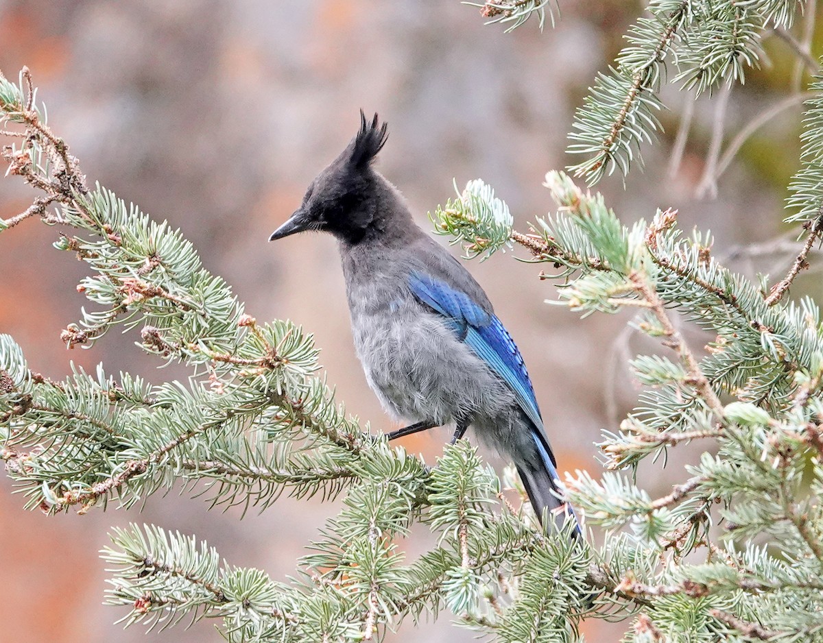 Steller's Jay - ML641900555