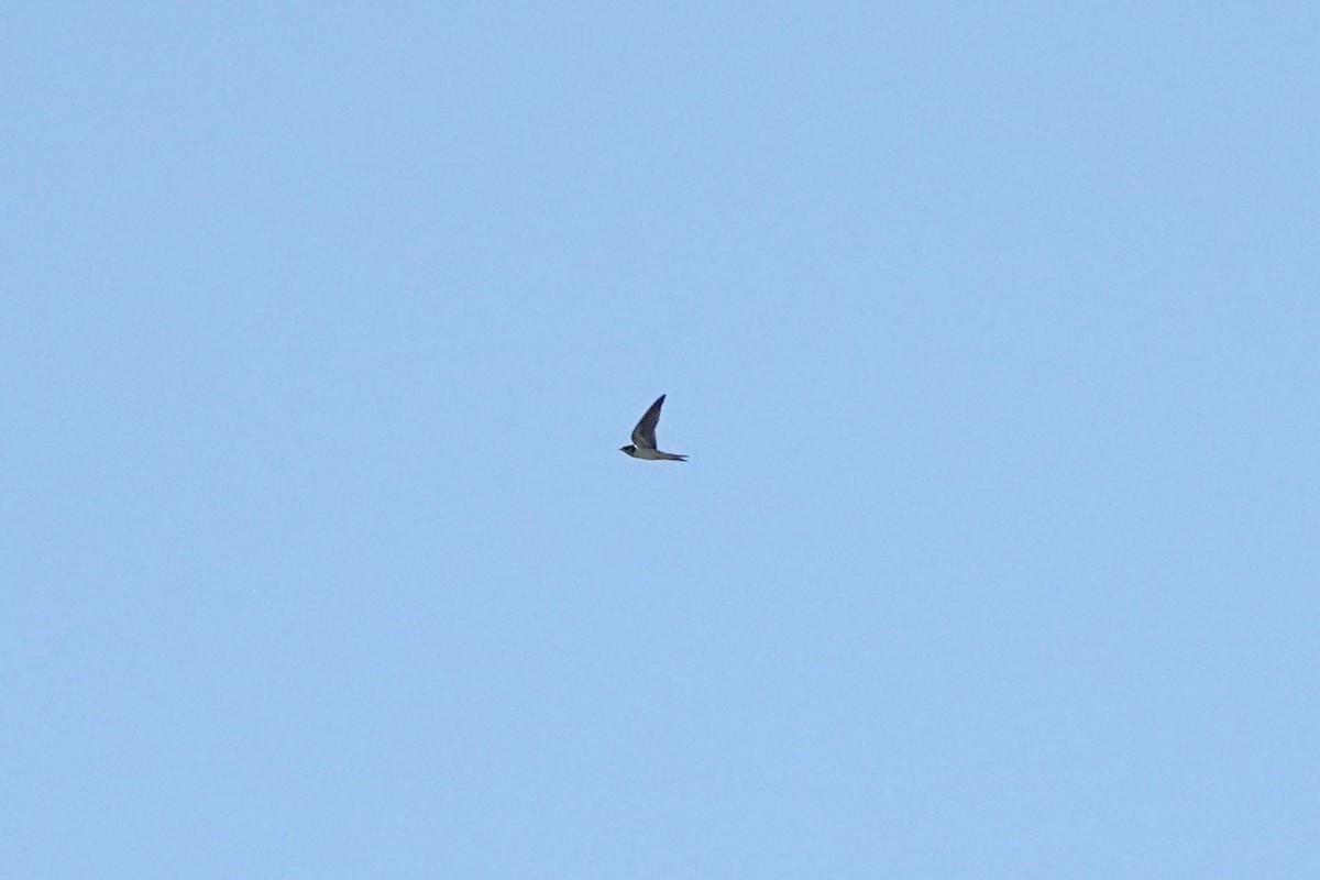 Barn Swallow - ML641900556