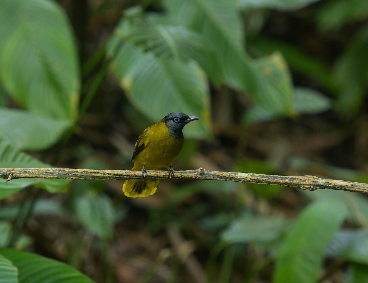 Black-headed Bulbul - ML641900557