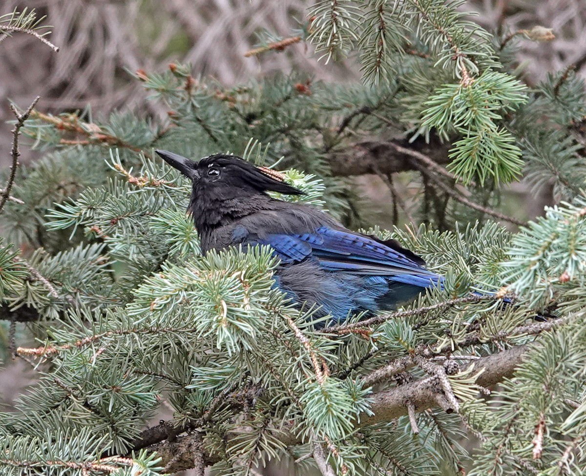Steller's Jay - ML641900558