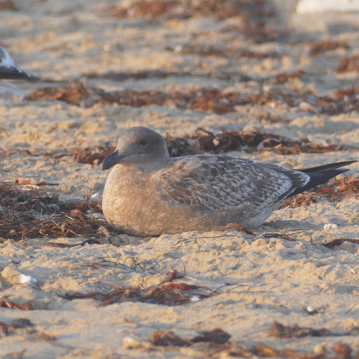 Western Gull - ML641900559