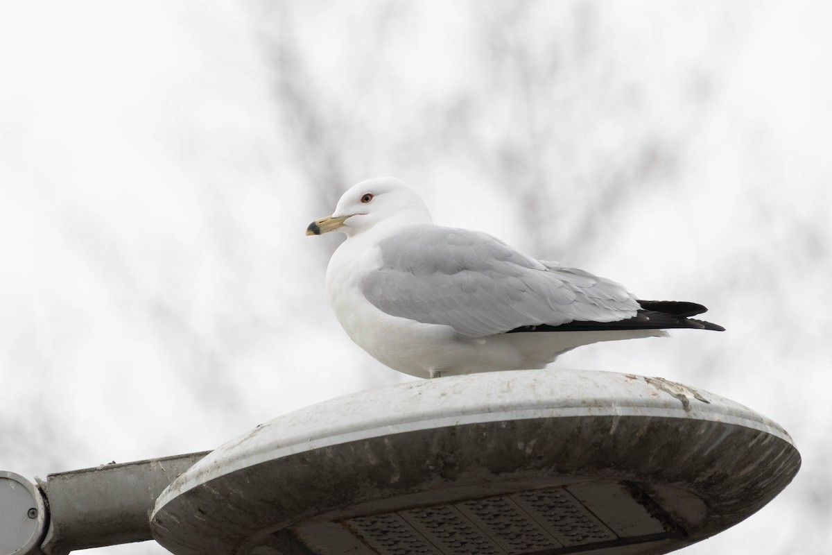 Ring-billed Gull - ML641900562