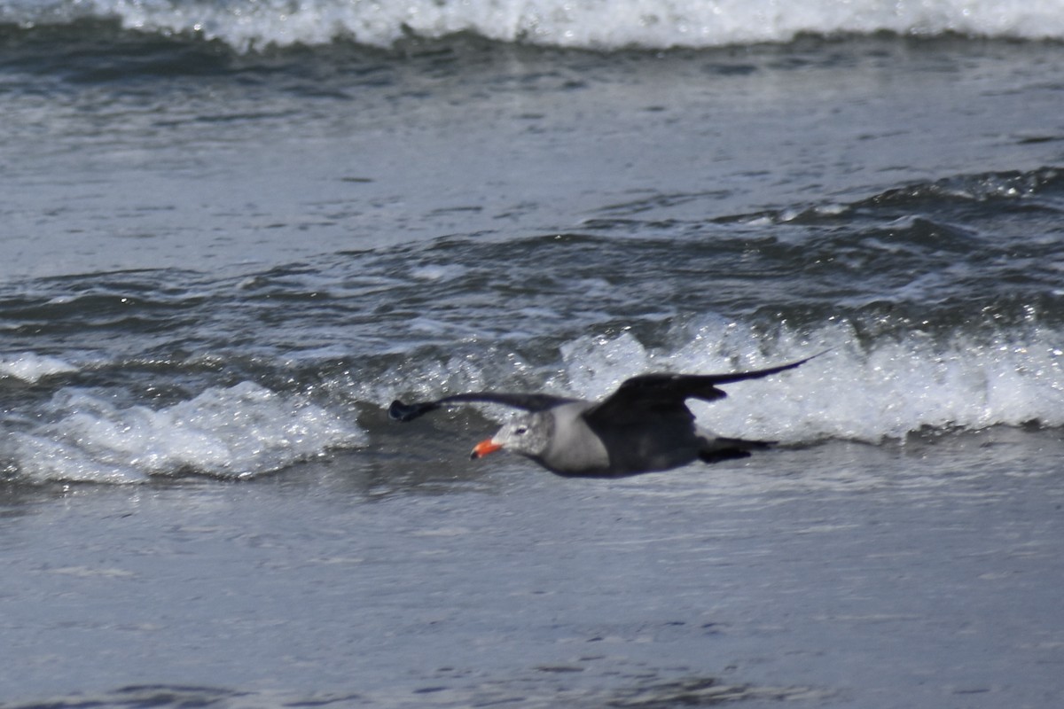 Heermann's Gull - ML641900563