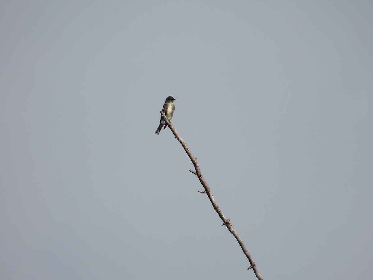 Olive-sided Flycatcher - ML641900567
