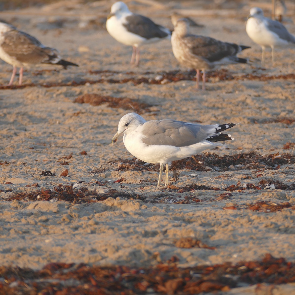 California Gull - ML641900568
