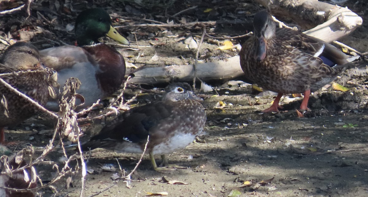 Canard branchu - ML641900571