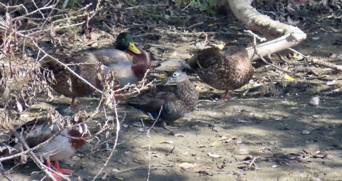 Canard branchu - ML641900578