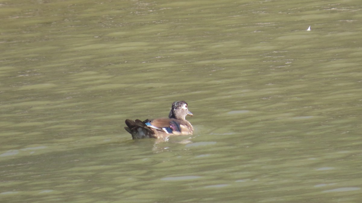 Canard branchu - ML641900580