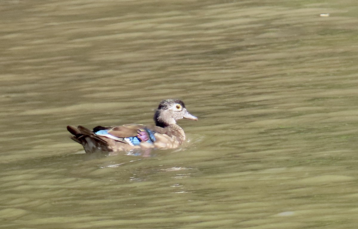 Canard branchu - ML641900587