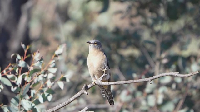 Fan-tailed Cuckoo (Sahul) - ML641900591