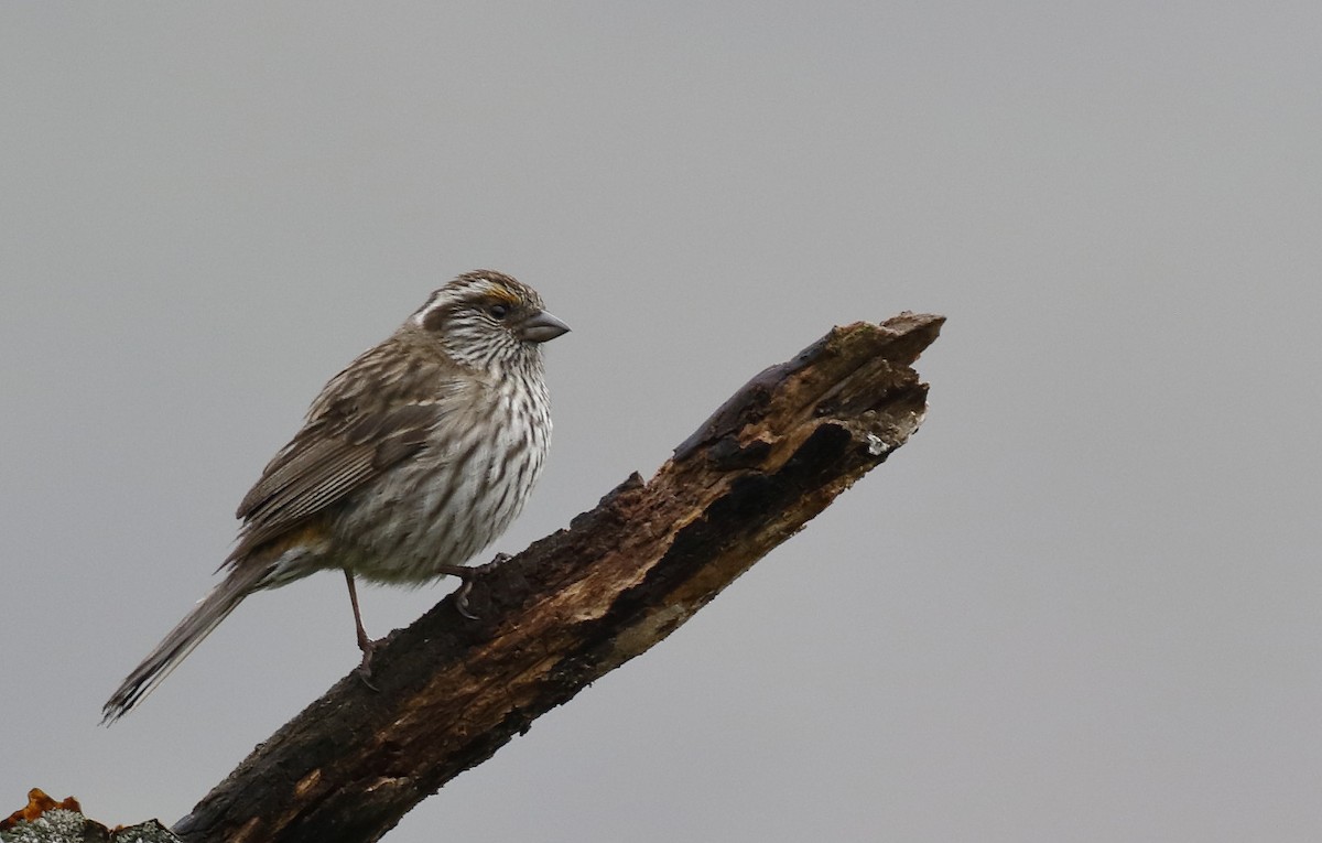 Chinese White-browed Rosefinch - ML64190061