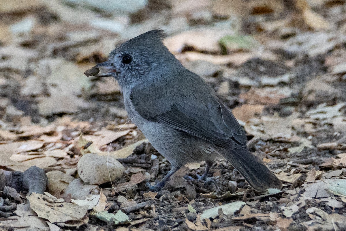 Oak Titmouse - ML641900622