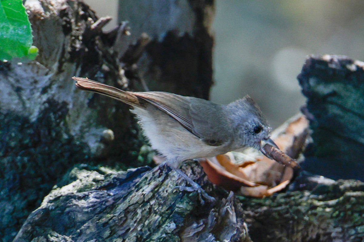 Oak Titmouse - ML641900623