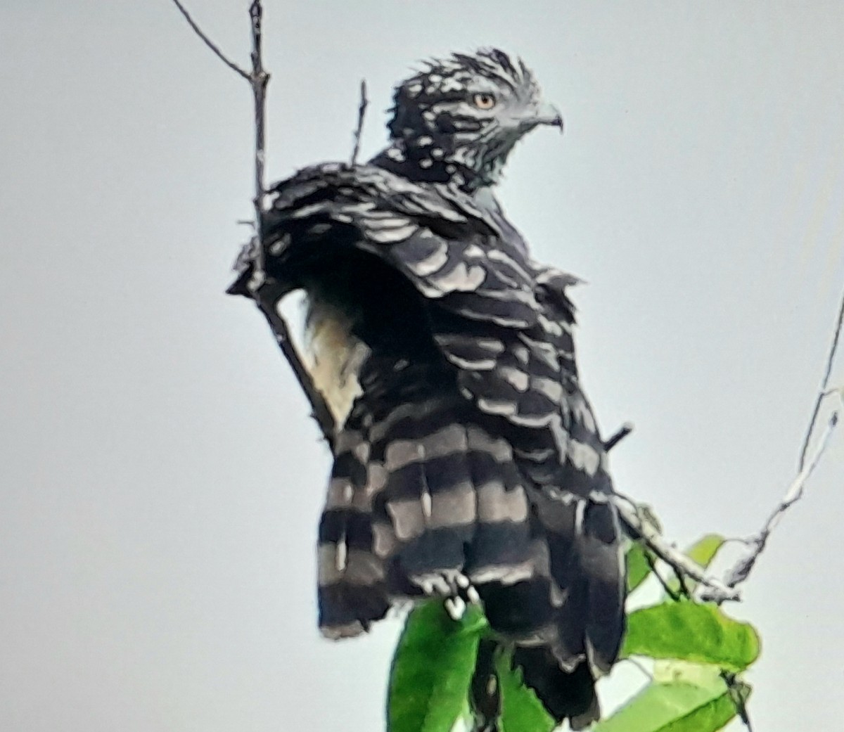 Long-tailed Honey-buzzard - ML641900626
