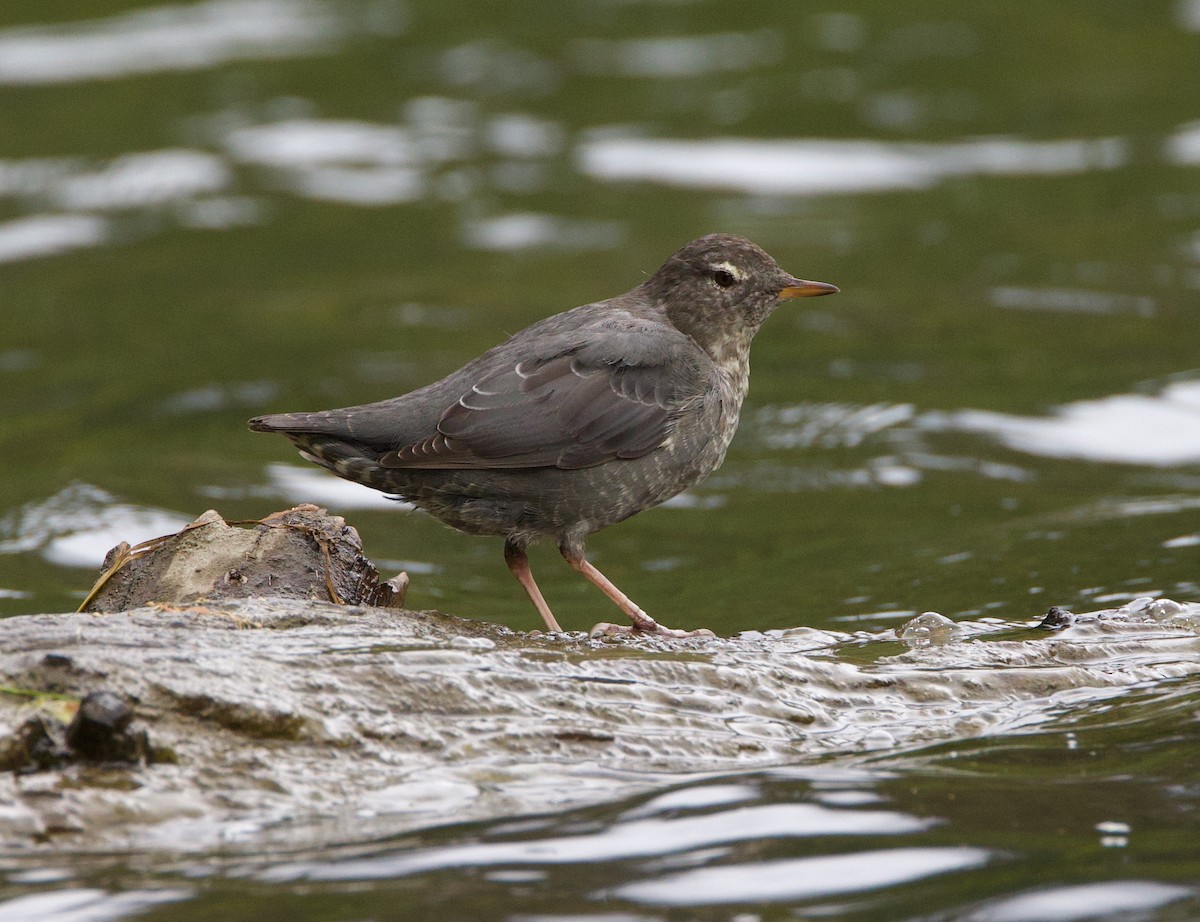 American Dipper - ML641900637