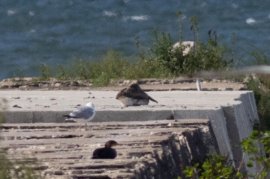 pelikán hnědý - ML641900642