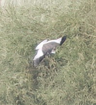 Sabine's Gull - ML641900645